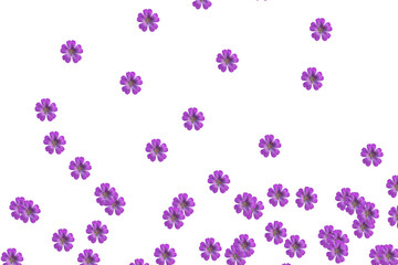 Fototapeta na wymiar pink flowers with five petals on a white background in the form of a pattern
