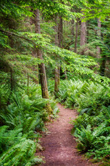 Fototapeta na wymiar Douglas Fir Forest in the Pacific Northwest. Verdant green sword ferns and large fir trees make for a classic rain forest environment in western Washington state. 