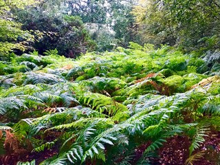 ferns