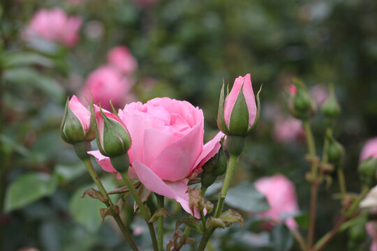 Romantic Rose Romantic Rose