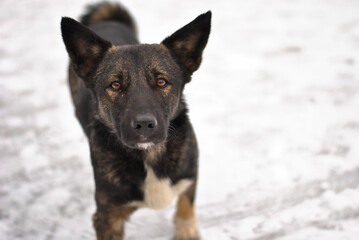 Naklejka premium Homeless dog looks straight to the camera. Winter cold street animals need home. Poor animal dog.