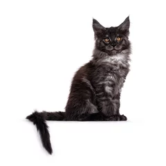 Fototapeten Majestic black smoke Maine Coon cat kitten, sitting up side ways. Looking towards camera with golden brown eyes. Isolated on white background. Tail hanging down from edge. © Nynke