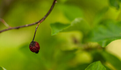 Old wrinkled Rugosa Rose fruit on floral green background.