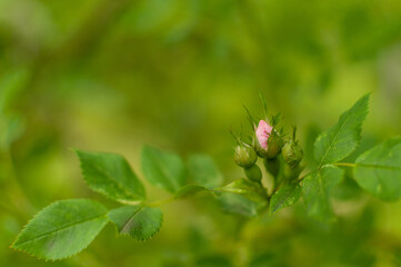 Three fresh Rugosa Rose buds against greenery blurred background with copy space. Rosa rugosa.