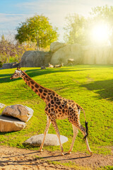 Large aviary with animals on green grass and walking  giraffes in Valencia zoo, Spain.
