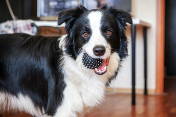 Funny portrait of cute smilling puppy dog border collie holding toy ball in mouth. New lovely member of family little dog at home playing with owner. Pet care and animals concept.