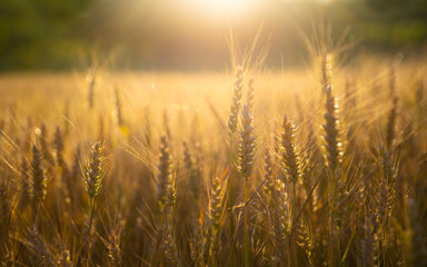 Closeup of ripe wheat growing in the field and golden sunset light