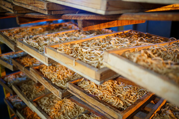 Raw pasta, spaghetti and noodles lie on a shelf in a wooden box at the factory. Making pasta. Close-up. horizontal