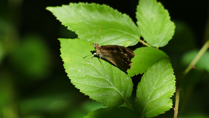 Brown butterfly among forest plants