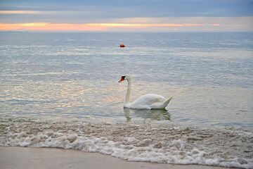 Fototapeta na wymiar A spike swan sails in the Baltic Sea in the summer evening. Kaliningrad region