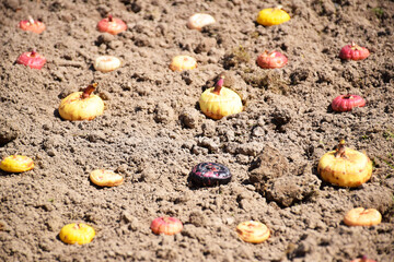 planting seeds in friable soil, bright tubers of plants, gladioli