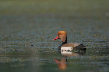 A wild duck moving alone in the lake .
