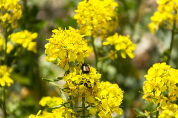Rapeseed field on a bright Sunny day. A beetle on a yellow flower. Summer landscape with yellow flowers. Growing an agricultural product. Rapeseed oil. Mustard and canola are the differences.