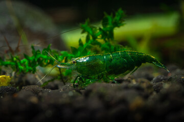 Nice green jade neocaridina shrimp pet in freshwater aquarium