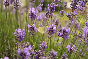 a white cabbage butterfly at a purple lavender flowers in the flower garden in springtime
