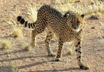 THE GUEPARD IN THE ETOSHA NATIONAL PARK IN NAMIBIA
