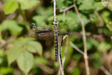 A Hairy Dragonfly resting on a Bramble stem.