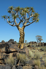 QUIVER TREES IN THE KALAHARI DESERT IN NAMIBIA