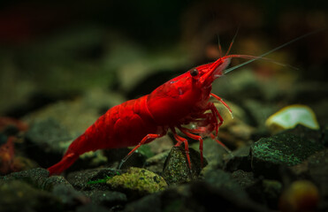 Nice red neocaridina shrimp pets in freshwater aquarium 