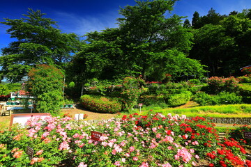 Obraz premium 初夏の花巻温泉バラ園