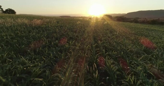 Corn field. Aerial view, cultivated maize crops. Brazil. 4K.