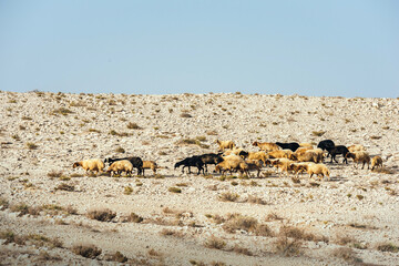 A flock of sheep is grazed in the desert. Sheep and rams with fat tail. Movement of a flock of...