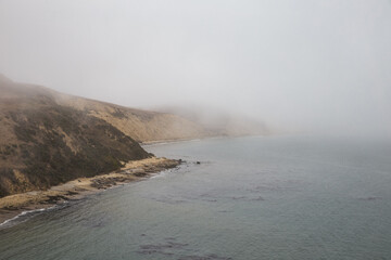 elephant seals lay on foggy beach in Point Reyes National Seashore, California
