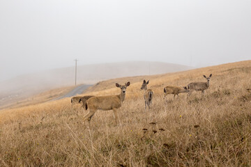 herd of deer in foggy field, one is looking at camera, in Point Reyes National Seashore, California