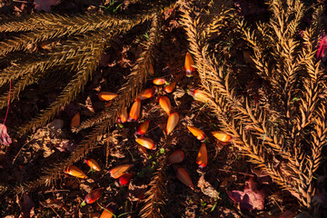 Pinion nuts, Pinion fruit brazilian pine.