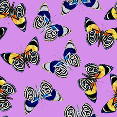 Colorful butterfly wings beauty summer insect seamless pattern