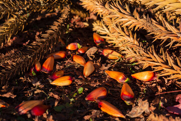 Pinion nuts, Pinion fruit brazilian pine.