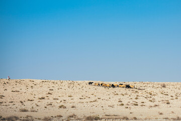 Arab man grazes a flock of sheep in the desert. Sheep and rams with fat tail. Movement of a flock of sheep in the desert. Rocky terrain in the desert. Sheep grazing periodically