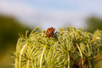 ladybird on a flower