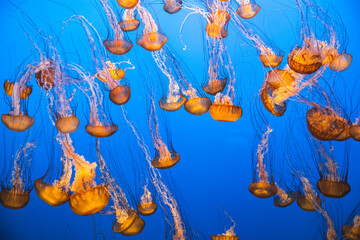 orange jellyfish in blue water