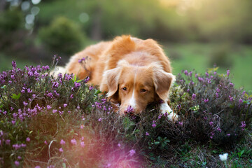 Dog in the colors of heather. Nova Scotia Duck Tolling Retriever in the forest,