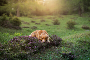 Naklejka na ściany i meble Dog in the colors of heather. Nova Scotia Duck Tolling Retriever in the forest,