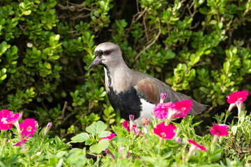 Lapwing in the garden (Vanellus vanellus).