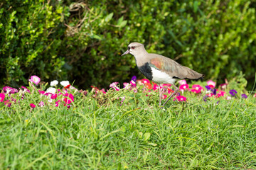 Lapwing in the garden (Vanellus vanellus).