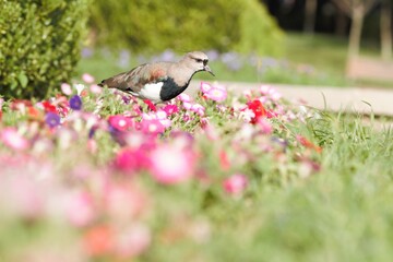 Lapwing in the garden (Vanellus vanellus).