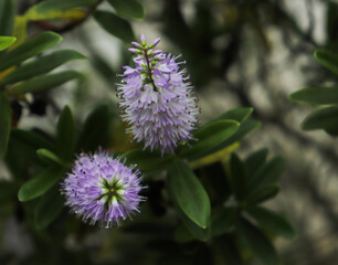 flor púrpura