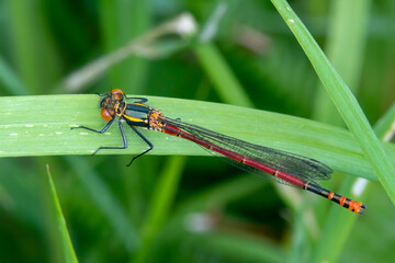 Large Red Damselfly (Pyrrhosoma nymphula) a common insect species resting on a grass reed stock photo