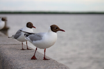 a black-headed gull rests on the parapet