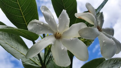 Gardenia, tiare tahiti, blanc, fleurir, rosee, 7 petale, fond ciel bleu clair, nuageux 