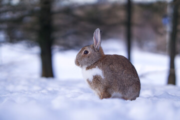 wild rabbit in the snow