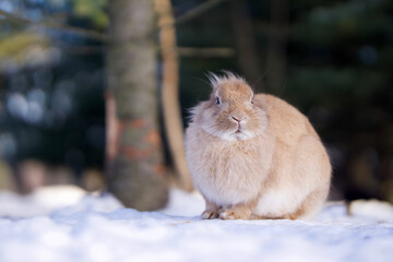 wild rabbit in the snow