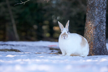white rabbit in the snow