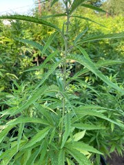 Male hemp plant