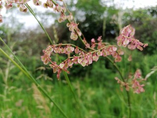 Rumex acetosa  L.