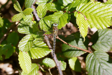 Naklejka premium A Hairy Dragonfly resting on green leaves.