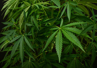 Fototapeta na wymiar One fresh green cannabis plant over black